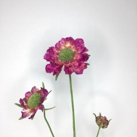 Cerise Scabious 65cm