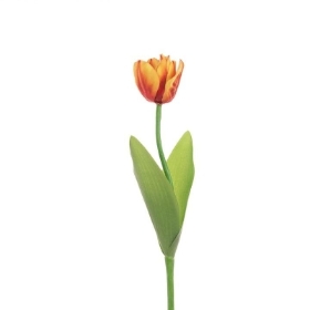 Flame Tulip 51cm