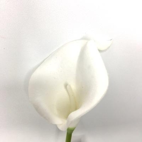 Ivory Foam Calla Lily 36cm
