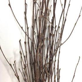 Natural Birch