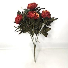 Burnt Red Autumn Peony Bush 48cm