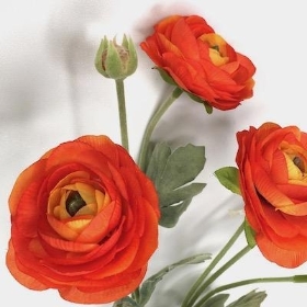 Orange Ranunculus 64cm